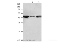 Western Blot analysis of Hela, NIH/3T3 and Jurkat cell using MAP2K2 Polyclonal Antibody at dilution of 1:1900