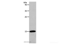 Western Blot analysis of Human fetal brain tissue using PFN2 Polyclonal Antibody at dilution of 1:450