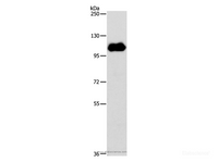 Western Blot analysis of HT-29 cell using NOTCH1 Polyclonal Antibody at dilution of 1:600