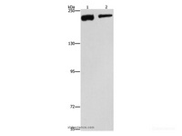 Western Blot analysis of NIH/3T3 and hela cell using CLTC Polyclonal Antibody at dilution of 1:300