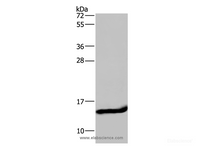 Western Blot analysis of Mouse small intestine tissue using FABP2 Polyclonal Antibody at dilution of 1:650