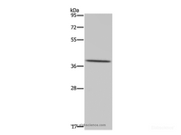 Western Blot analysis of Hela cell using MT-ND1 Polyclonal Antibody at dilution of 1:450