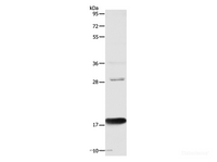 Western Blot analysis of Mouse Large intestine tissue using AGR2 Polyclonal Antibody at dilution of 1:1000