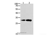 Western Blot analysis of K562 and NIH/3T3 cell using CAPNS1 Polyclonal Antibody at dilution of 1:800