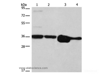 Western Blot analysis of Hela, NIH/3T3, A172 and A431 cell using ELAVL1 Polyclonal Antibody at dilution of 1:800