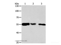 Western Blot analysis of Hela, 293T and NIH/3T3 cell using CALR Polyclonal Antibody at dilution of 1:500