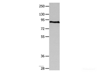 Western Blot analysis of Human fetal brain tissue using MAGED1 Polyclonal Antibody at dilution of 1:1200