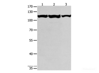 Western Blot analysis of K562, Jurkat and hela cell using MCM3 Polyclonal Antibody at dilution of 1:550