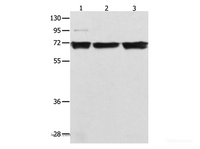 Western Blot analysis of 293T, K562 and Jurkat cell using NFκB-p65 Polyclonal Antibody at dilution of 1:500