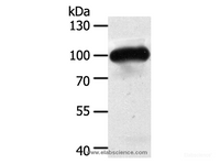 Western Blot analysis of Mouse heart tissue using MAP4K3 Polyclonal Antibody at dilution of 1:400