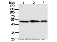 Western Blot analysis of NIH/3T3, 293T and Jurkat cell using F7 Polyclonal Antibody at dilution of 1:400