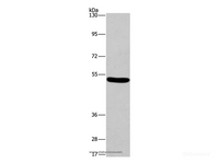 Western Blot analysis of Mouse brain tissue using ARC Polyclonal Antibody at dilution of 1:597