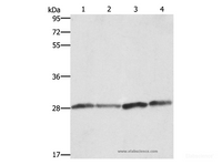 Western Blot analysis of Human placenta tissue and A549 cell, Raji and hela cell using BCAP31 Polyclonal Antibody at dilution of 1:750