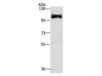 Western Blot analysis of Hela cell using DAB2 Polyclonal Antibody at dilution of 1:350