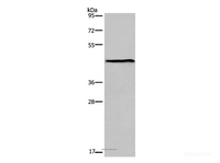 Western Blot analysis of Mouse lung tissue using ESRRG Polyclonal Antibody at dilution of 1:300