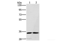 Western Blot analysis of A172 and Raji cell using FAIM2 Polyclonal Antibody at dilution of 1:500