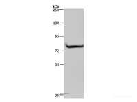 Western Blot analysis of 293T cell using GYS1 Polyclonal Antibody at dilution of 1:300