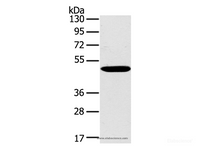 Western Blot analysis of Huvec cell using PPP2R3C Polyclonal Antibody at dilution of 1:400