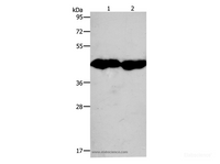 Western Blot analysis of Mouse muscle and Heart tissue using CKM Polyclonal Antibody at dilution of 1:950