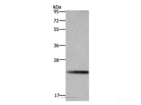 Western Blot analysis of A549 cell using BBC3 Polyclonal Antibody at dilution of 1:600