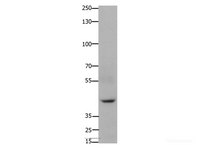 Western Blot analysis of 293T cell using FOXD3 Polyclonal Antibody at dilution of 1:650