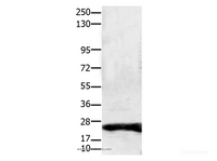 Western Blot analysis of Hela cell using Claudin 1 Polyclonal Antibody at dilution of 1:1900