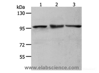 Western Blot analysis of NIH/3T3, Hela and K562 cell using MCM4 Polyclonal Antibody at dilution of 1:700