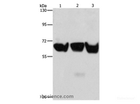 Western Blot analysis of 293T, PC3 and hela cell using ADRA1B Polyclonal Antibody at dilution of 1:500