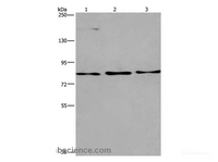 Western Blot analysis of Raji, 293T and PC3 cell using AGO4 Polyclonal Antibody at dilution of 1:450