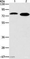 Western Blot analysis of Jurkat and NIH/3T3 cell using PRKCA Polyclonal Antibody at dilution of 1:500