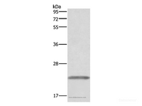 Western Blot analysis of Human placenta tissue using GH1 Polyclonal Antibody at dilution of 1:500