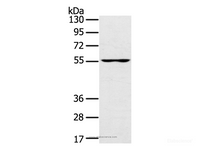 Western Blot analysis of PC3 cell using UBP1 Polyclonal Antibody at dilution of 1:200