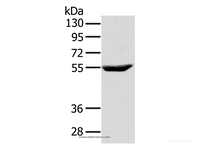 Western Blot analysis of Raji cell using CYTH1 Polyclonal Antibody at dilution of 1:200