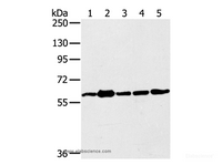 Western Blot analysis of 231, Jurkat, A549, hela and 293T cell using TRIM45 Polyclonal Antibody at dilution of 1:400