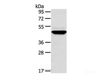 Western Blot analysis of Human fetal brain tissue using TM7SF2 Polyclonal Antibody at dilution of 1:500