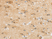 Immunohistochemistry of paraffin-embedded Human brain tissue using UBTD2 Polyclonal Antibody at dilution 1:35