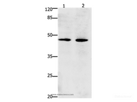Western Blot analysis of Hepg2 and Hela cell using Dap3 Polyclonal Antibody at dilution of 1:900