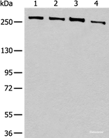 Western blot analysis of 293T cell lysates using PRPF8 Polyclonal Antibody at dilution of 1:450