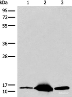 Western blot analysis of Mouse heart tissue Human heart tissue Human muscle tissue lysates using COX6A2 Polyclonal Antibody at dilution of 1:400