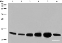 Western blot analysis of HEPG2 HUVEC and NIH/3T3 cell Human heart tissue Mouse heart tissue PC-3 cell lysates using COX6C Polyclonal Antibody at dilution of 1:800