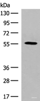 Western blot analysis of HepG2 cell lysate using GPR22 Polyclonal Antibody at dilution of 1:500