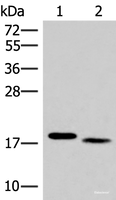 Western blot analysis of Mouse liver tissue and Human tonsil tissue lysates using IL36A Polyclonal Antibody at dilution of 1:300