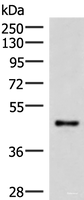 Western blot analysis of Mouse lung tissue lysate using IRX2 Polyclonal Antibody at dilution of 1:300