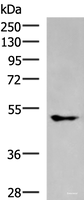 Western blot analysis of A549 cell lysate using KCNJ2 Polyclonal Antibody at dilution of 1:550