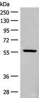 Western blot analysis of Mouse heart tissue lysate using BAG3 Polyclonal Antibody at dilution of 1:250