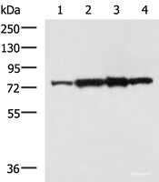 Western blot analysis of Rat heart tissue A172 cell NIH/3T3 cell TM4 cell lysates using CAPN6 Polyclonal Antibody at dilution of 1:800