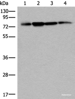 Western blot analysis of 293T Hela and A375 cell lysates using PHF21A Polyclonal Antibody at dilution of 1:400