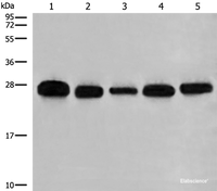 Western blot analysis of 293T A549 Hela K562 and HEPG2 cell lysates using GATD3B Polyclonal Antibody at dilution of 1:400