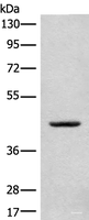 Western blot analysis of A375 cell lysate using CANT1 Polyclonal Antibody at dilution of 1:500