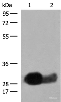 Western blot analysis of Raji cell Human spleen tissue lysates using HLA-DRB1 Polyclonal Antibody at dilution of 1:550